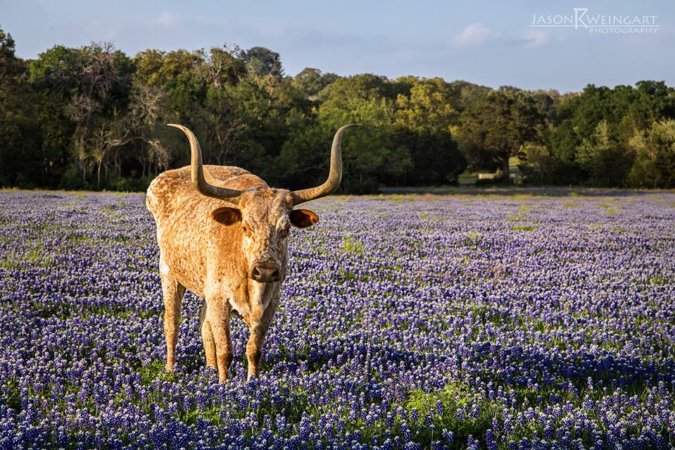10 Things you need to know, before buying land! - Texas Landowners ...