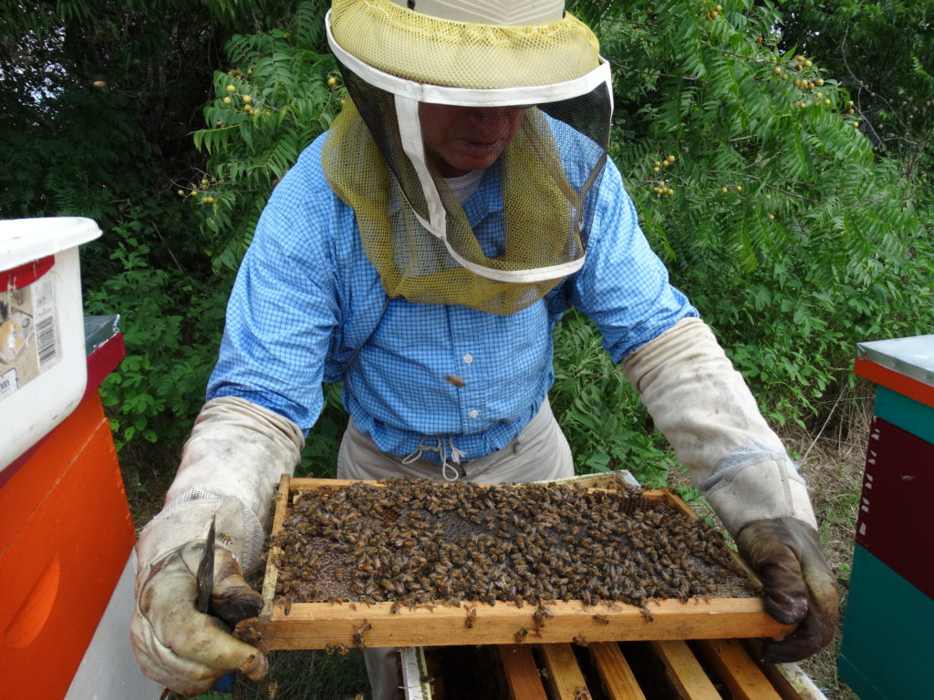 Beekeeping in Texas