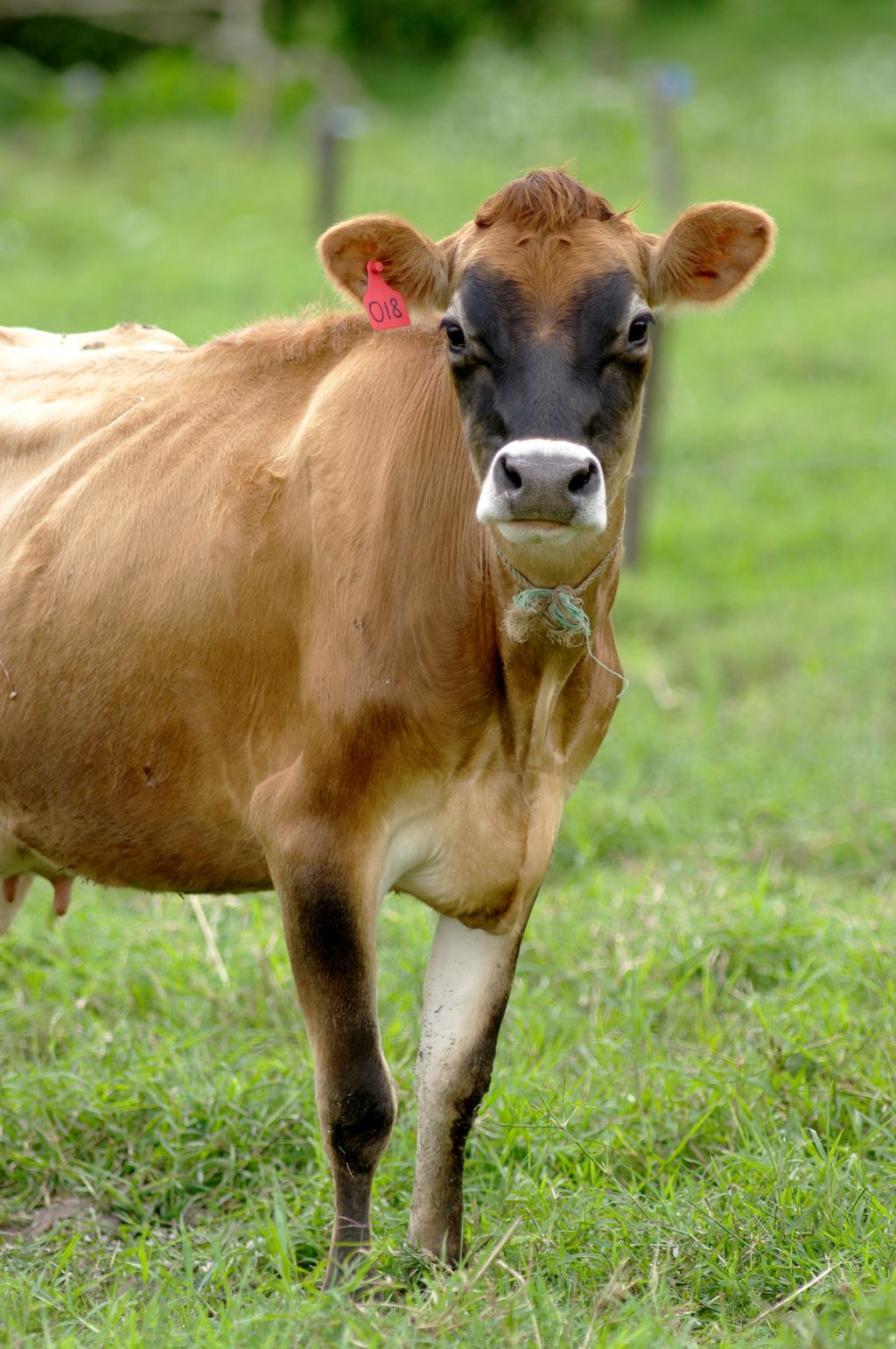 Cow in a pasture - Texas Landowners Association