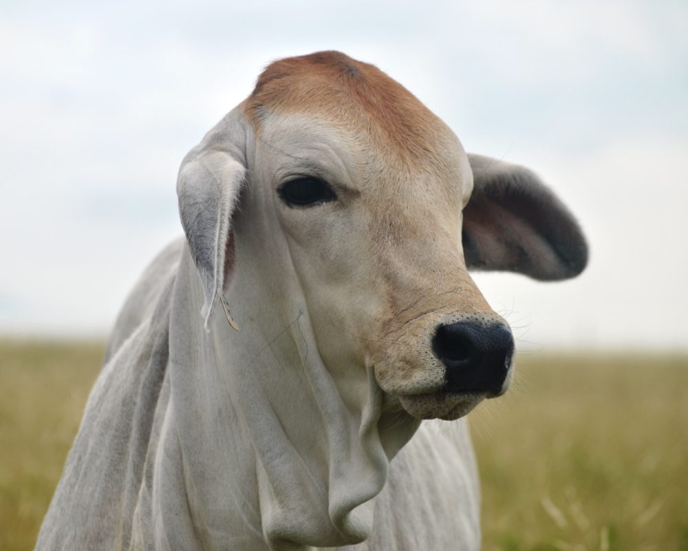 Why Texas Loves Brahman Cattle Texas Landowners Association