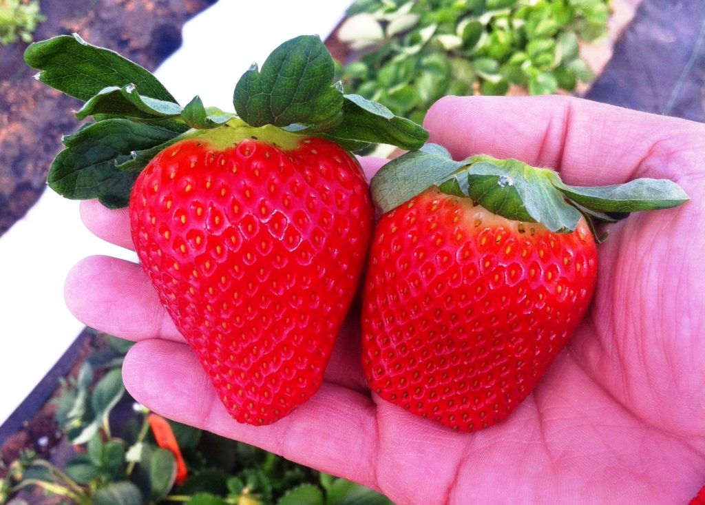 Growing Strawberries in Texas - Texas Landowners Association