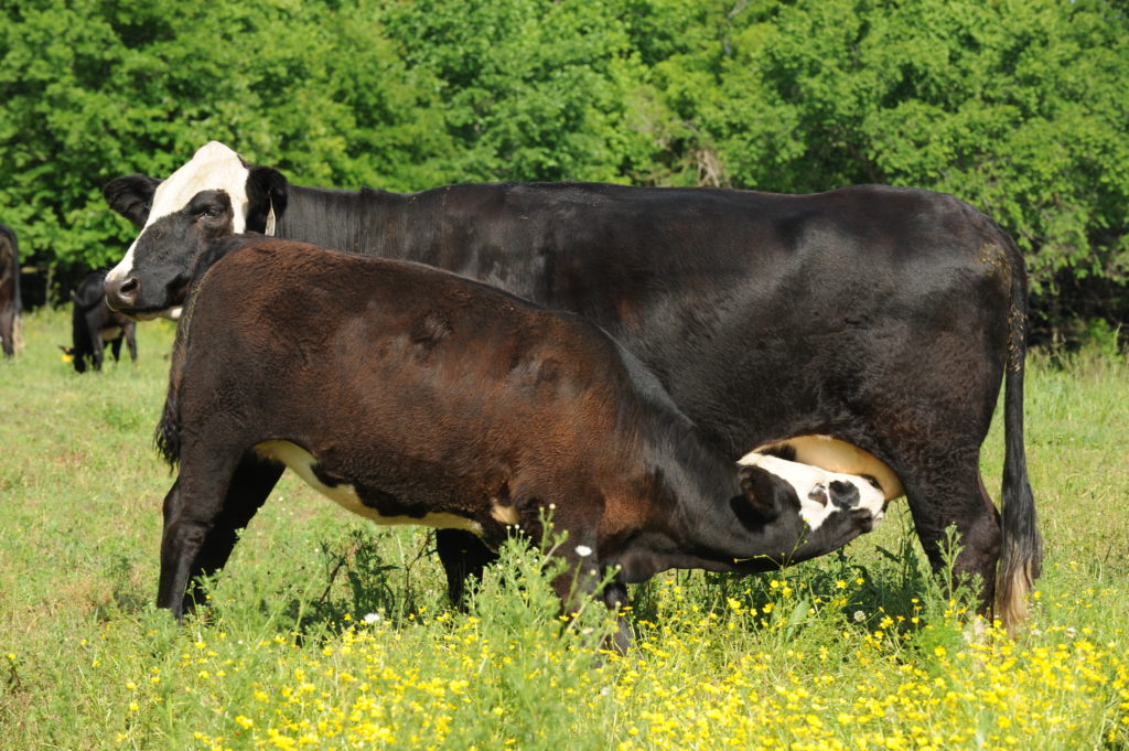 beefmaster calves