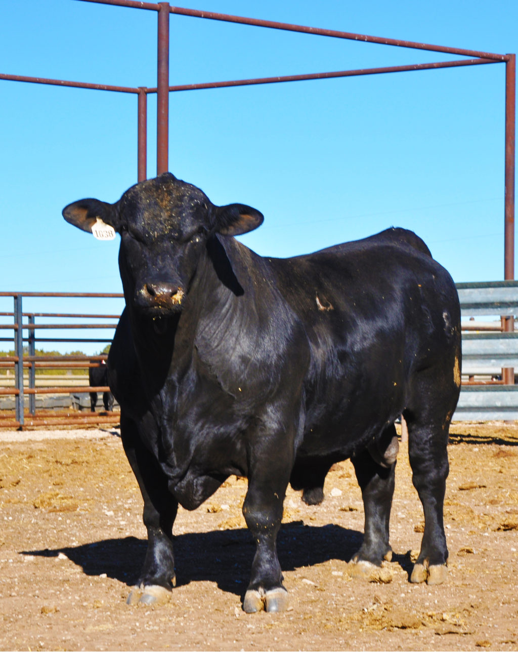 Brangus Bull - Texas Landowners Association