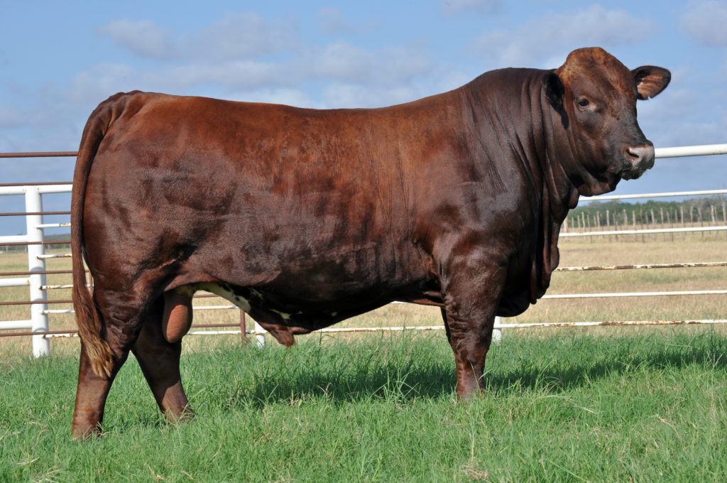 Registered Beefmaster Cattle - Texas Landowners Association - LandAssociation.Org