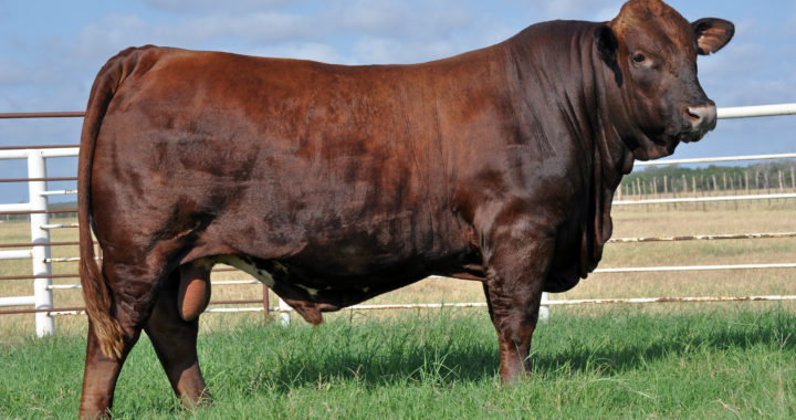 Registered Beefmaster Cattle - Texas Landowners Association - LandAssociation.Org