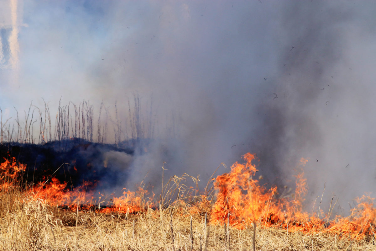 New Research From The U.S. Forest Service Says The Great Plains Grasslands  Are Maintained By Wind, Fire