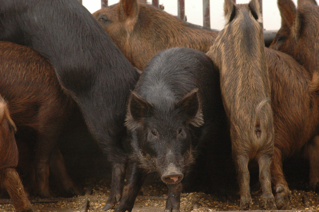 Feral Hogs in Texas