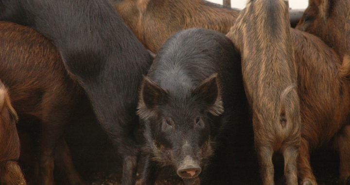 Feral Hogs in Texas