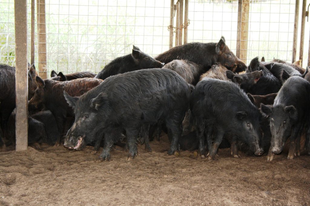 Feral Hogs in Pen - Texas Landowners Association