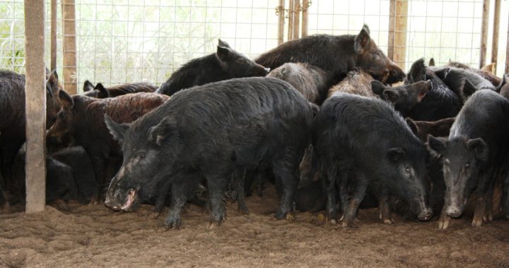 Feral Hogs in Pen - Texas Landowners Association