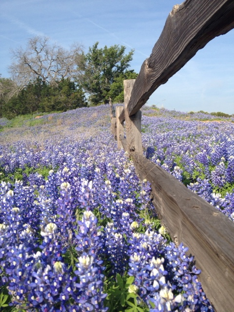Blue bonnets on a fenceline - Texas Landowners Association - LandAssociation.org