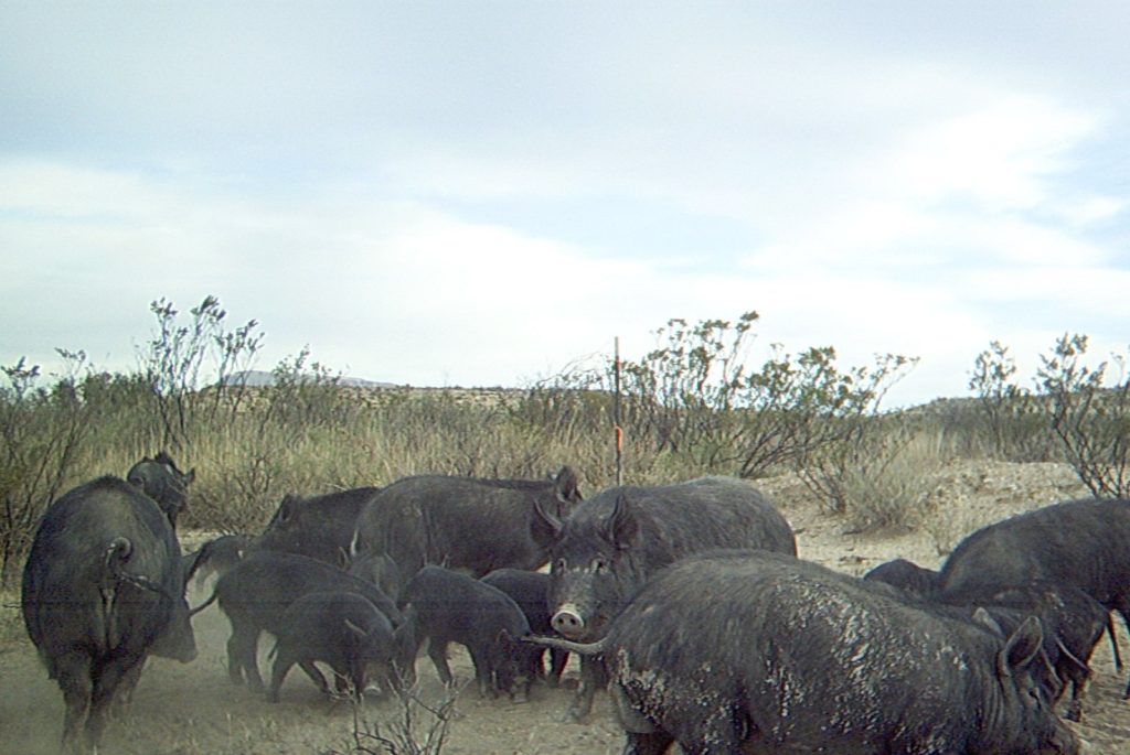 Wild Hogs in West Texas