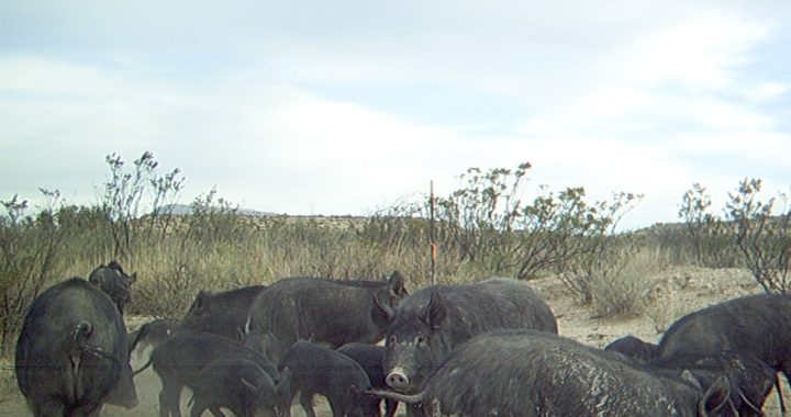 Wild Hogs in West Texas