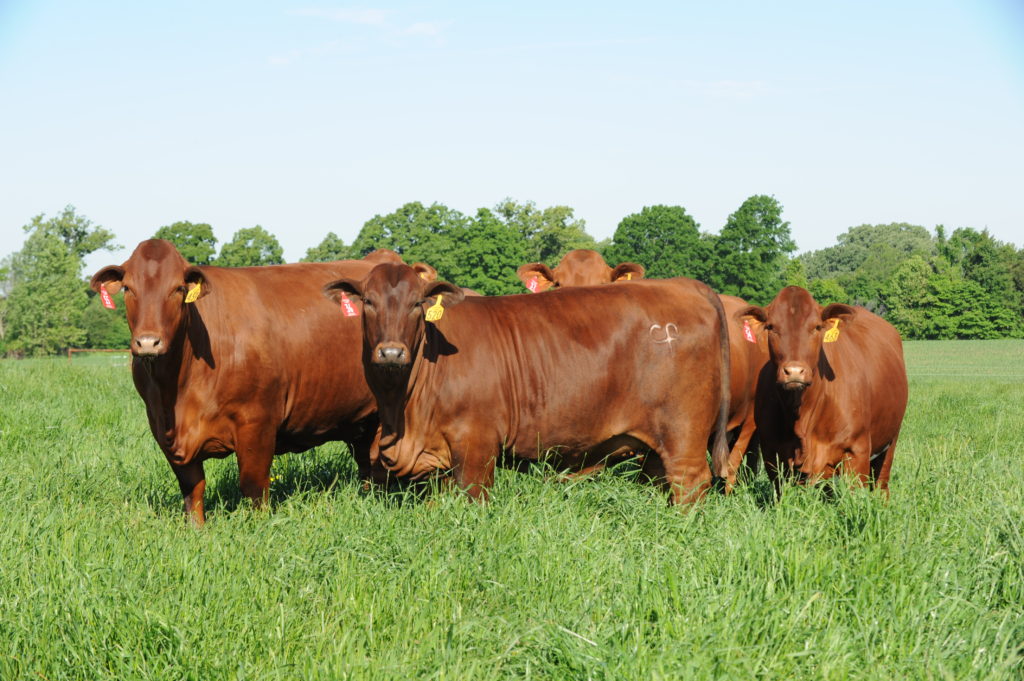 Beefmaster Cows in Field