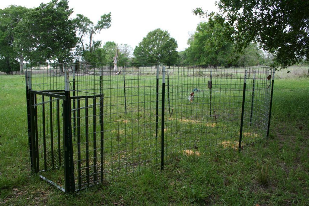 Teardrop Shaped Corral Trap for Feral Hogs in Texas