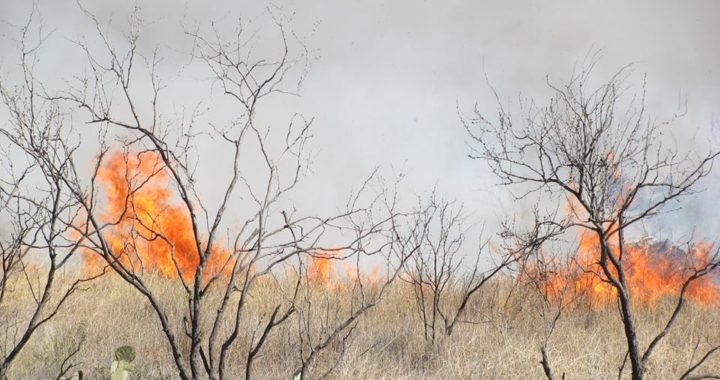Prescribed fire burning in Texas - Texas Landowners Association
