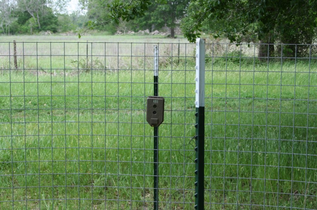 Trail Camera Used to Monitor Feral Hog Trap in Texas