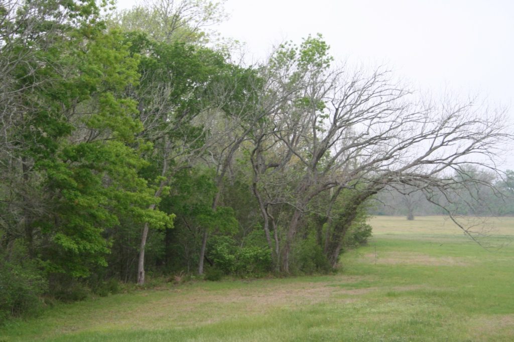 Feral Hog Trap Site - Texas Landowners Association - LandAssocation.Org