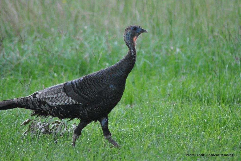 Wild Turkey in Texas