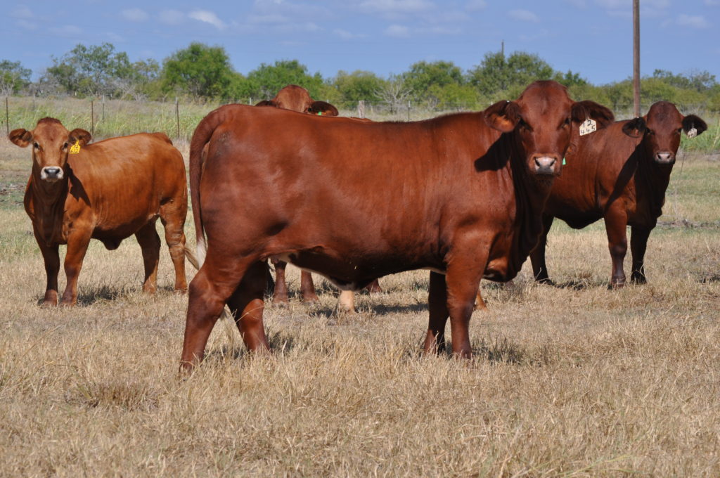 Red Beefmaster Cows in Texas