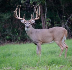 White-tailed Deer Food Plots for Central Texas - Texas Landowners ...