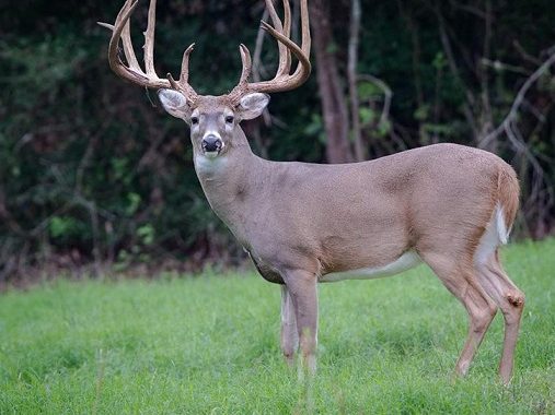 White-tail buck in food plot