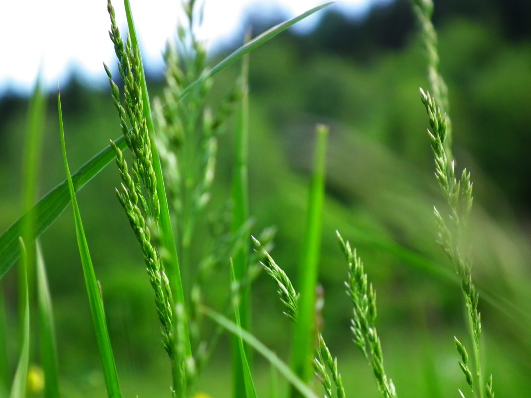 Native Or Introduced Grasseswhat Grass To Grow Texas Landowners Association