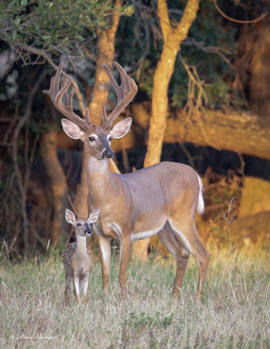 Deer tail