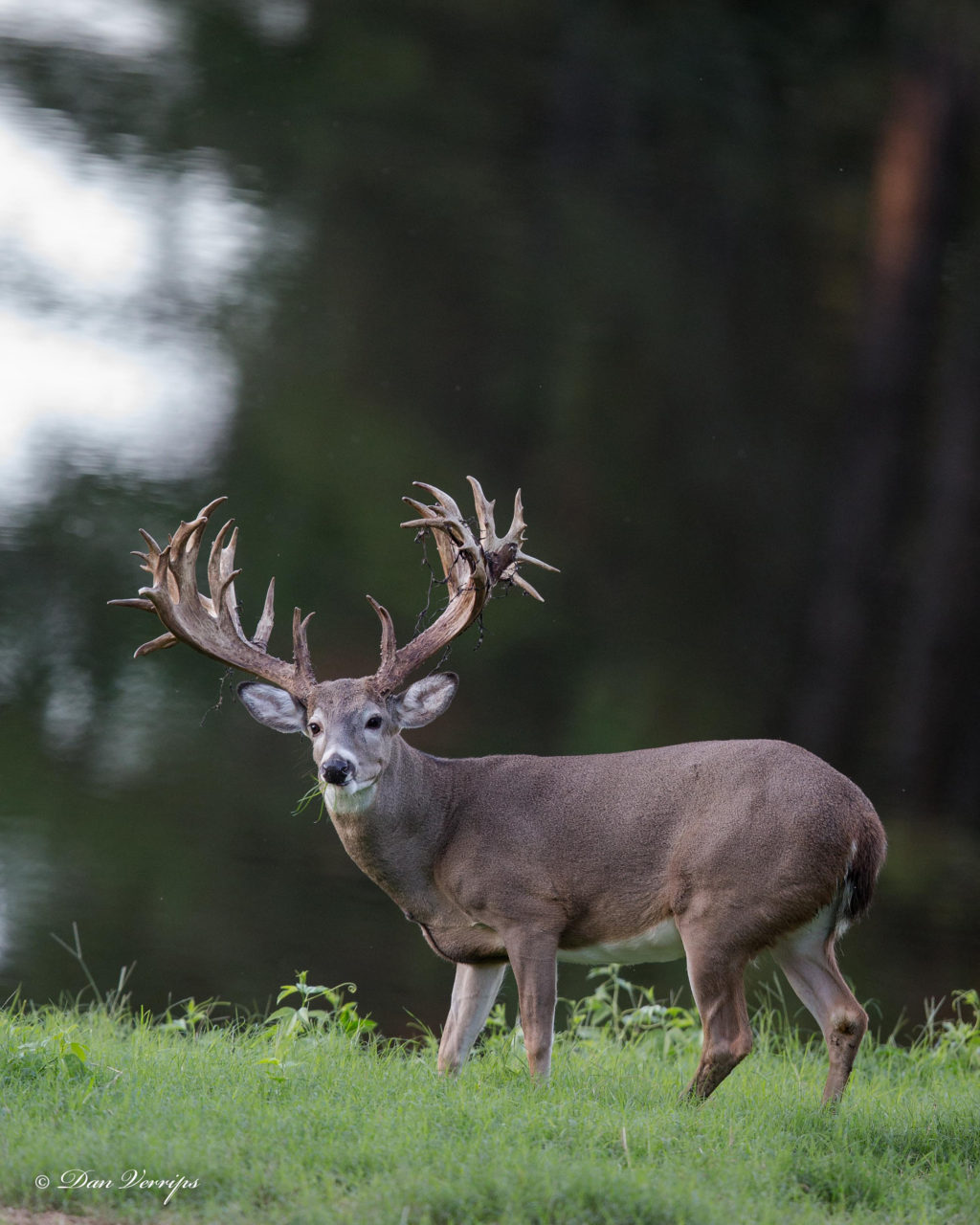 What Do Deer Like To Eat