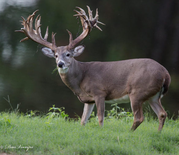 Do Deer Prioritize Water or Food in Their Daily Routine?
