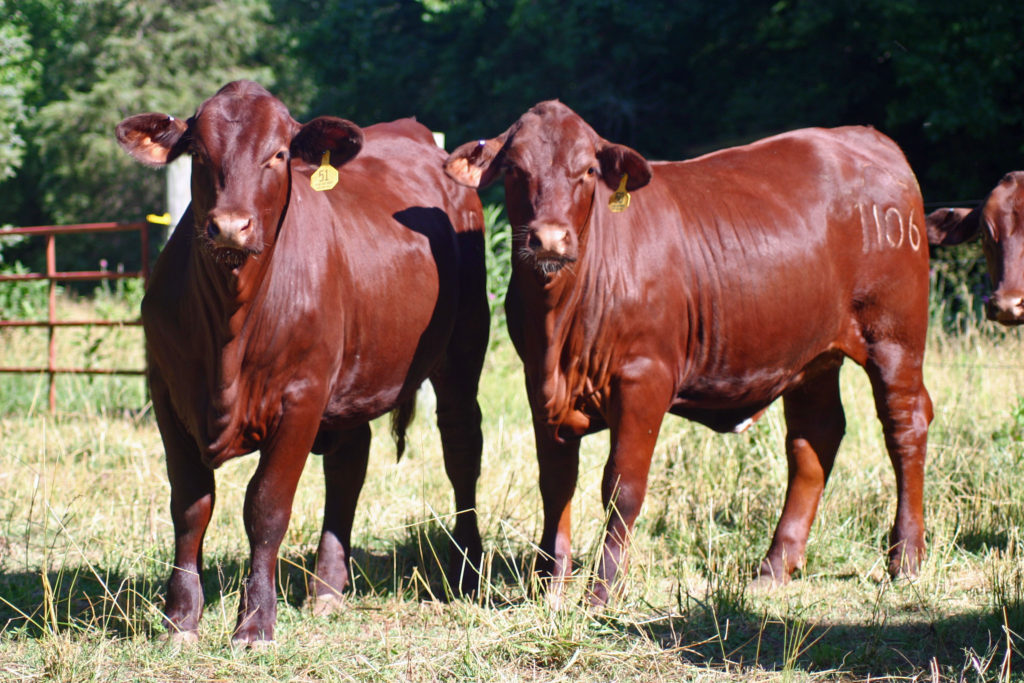 Santa Gertrudis Cattle Texas Landowners Association