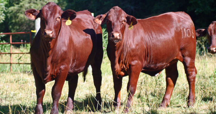 Santa Gertrudis Cattle Texas Landowners Association