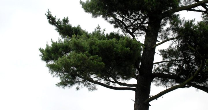 Texas Pine Tree LandAssociation.org