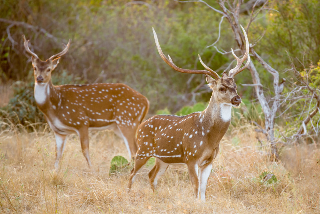 Tiger Female walking past herd of Spotted Deer (Axis axis)