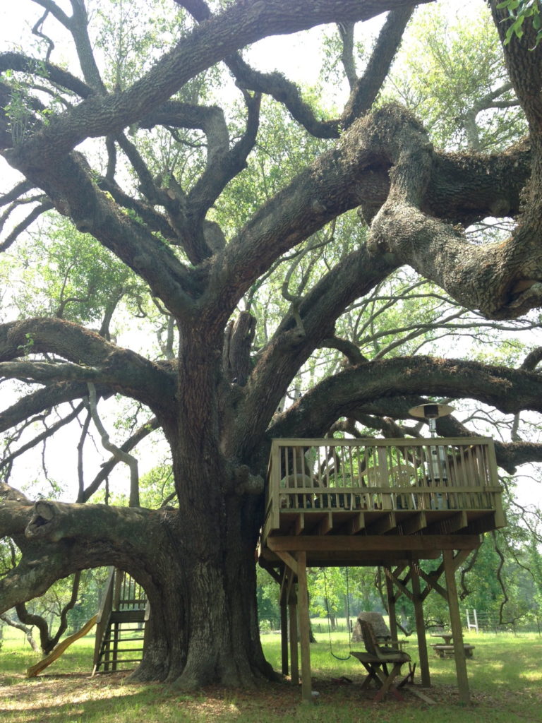 Large Texas Oak Tree