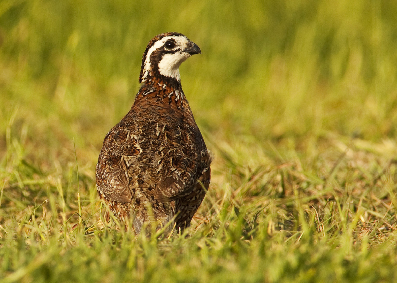 Bobwhite Quail in Texas - Restoring habitat in South Texas - Texas ...