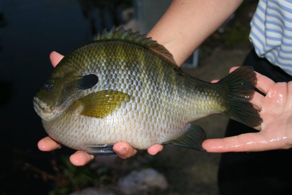 Another tank bluegill to add to my collection for this summer