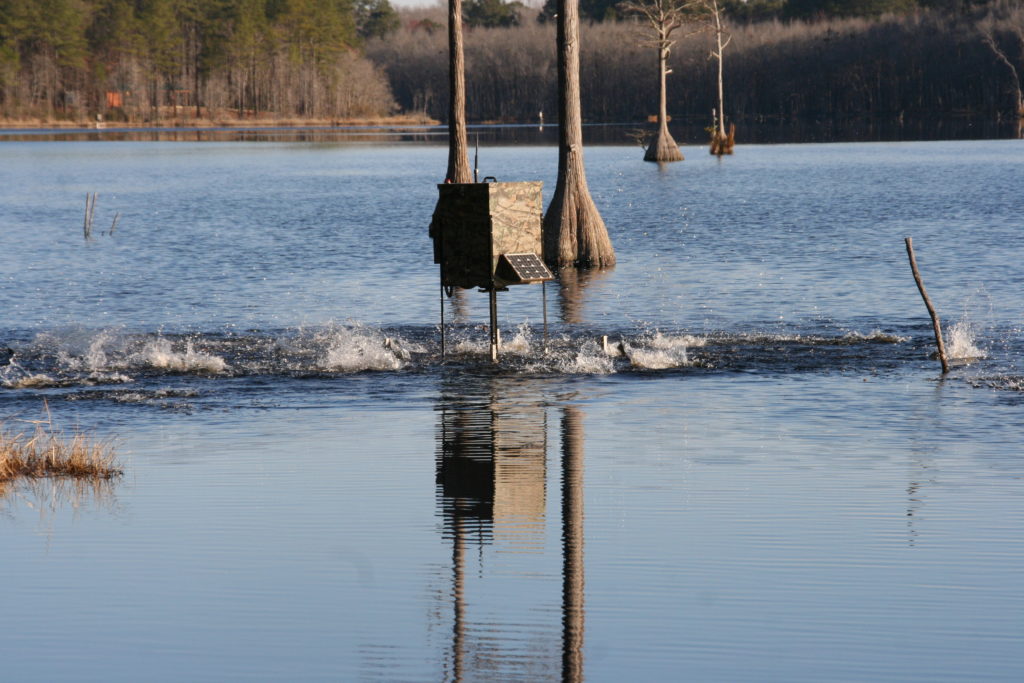 What to feed fish in a pond? Developing a feeding program for your