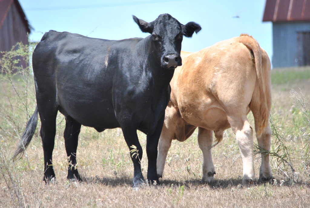 Black Beefmaster Cow Charolais Calf