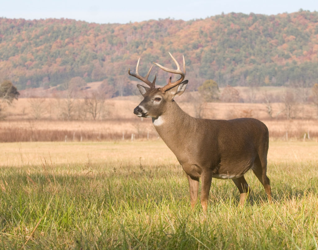 Where are the BIGGEST DEER in Texas? Texas Landowners Association