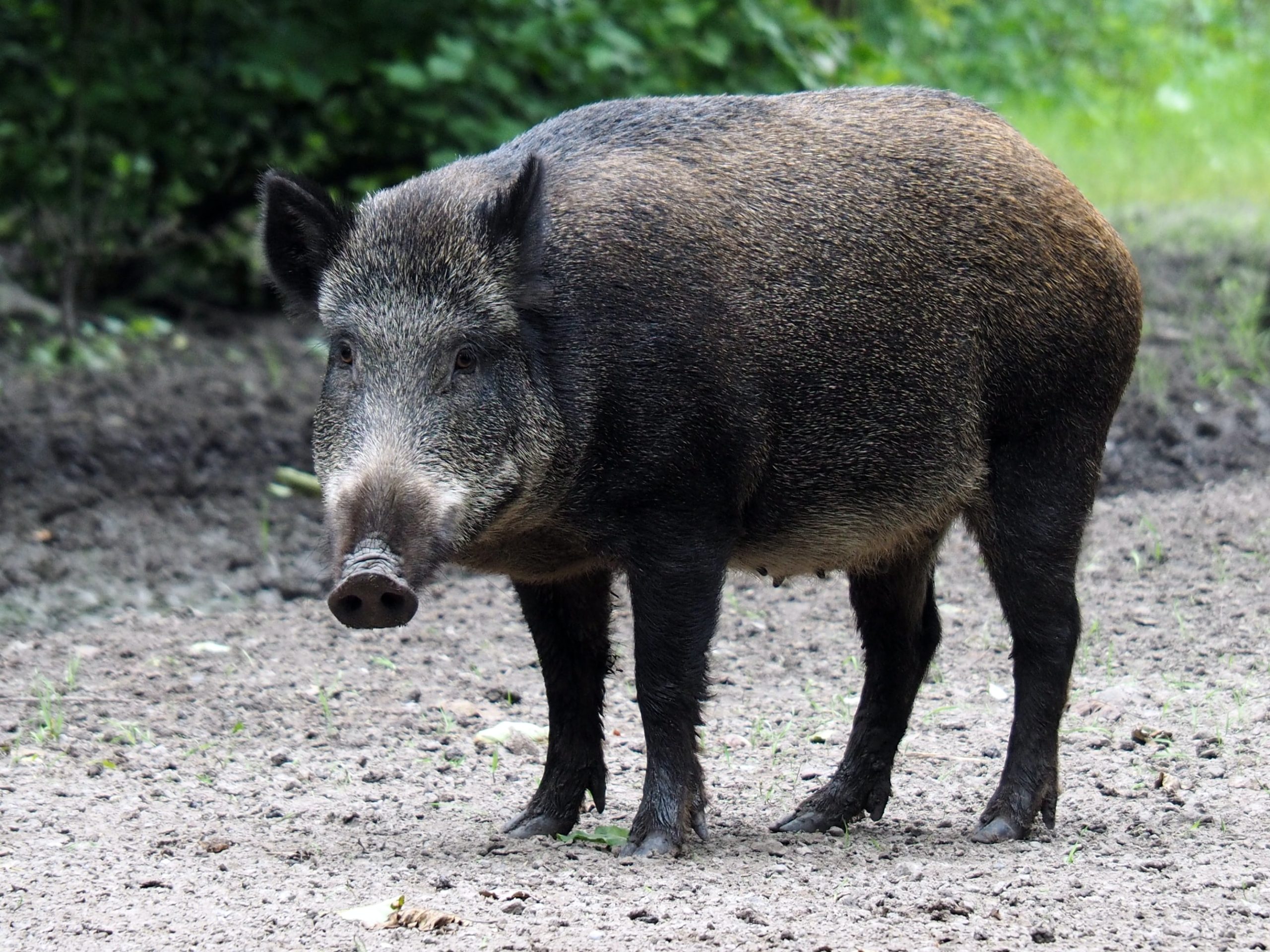 shooting hogs in texas